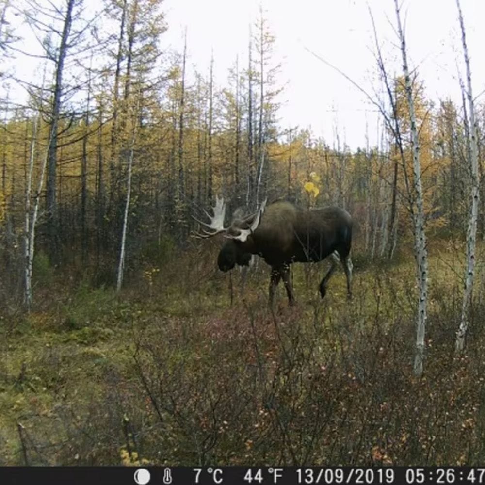 Caméra de Chasse GSM AlertVision 2G | NatureVision NatureVision AlertVision 2G