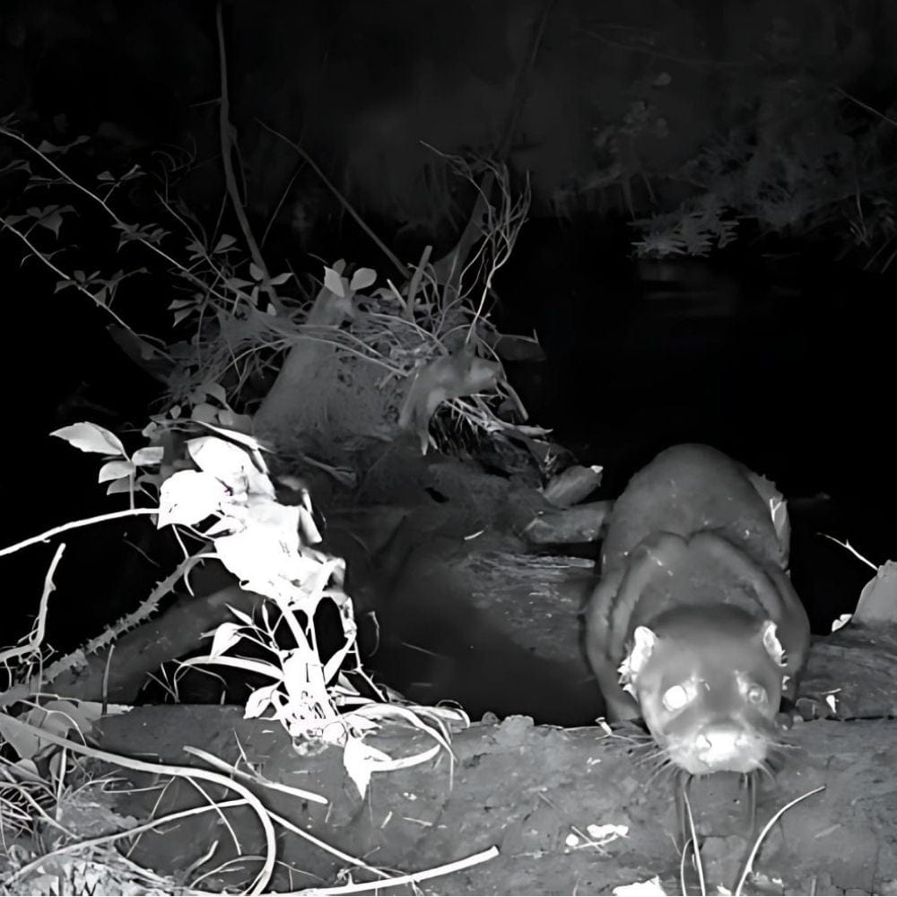 Caméra Chasse Solaire Solar Tracker | NatureVision NatureVision Solar Tracker