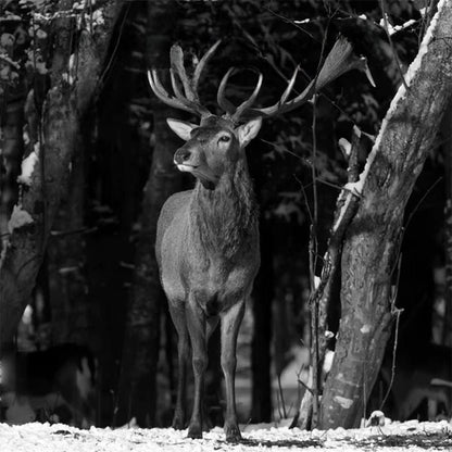 Caméra de Chasse 4G Sans Abonnement | NatureVision NatureVision UltraPro 4G