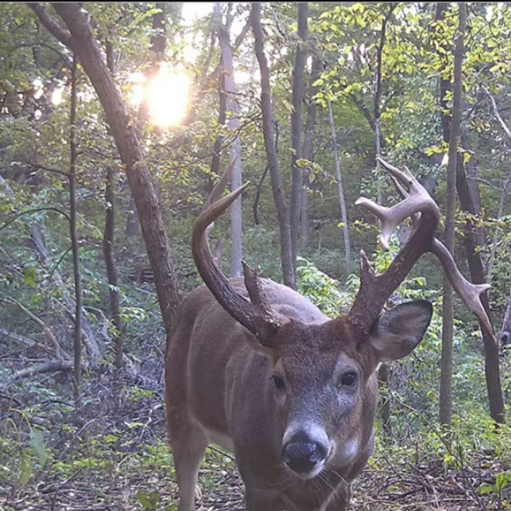 Caméra de Chasse avec Carte SIM EcoTrail | NatureVision NatureVision EcoTrailView HD