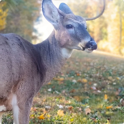 Caméra de Chasse Connectée au Téléphone 4G | NatureVision NatureVision Pathfinder 4G 36MP 4K