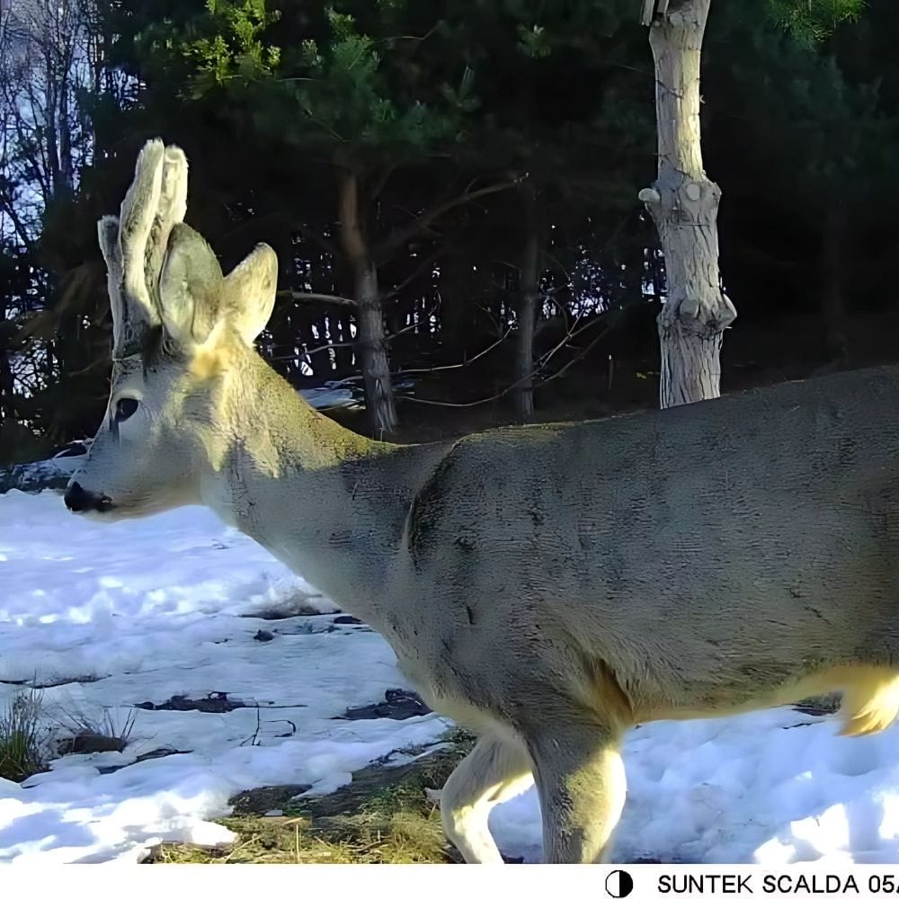 Caméra de Chasse Connectée au Téléphone 4G | NatureVision NatureVision Pathfinder 4G 36MP 4K