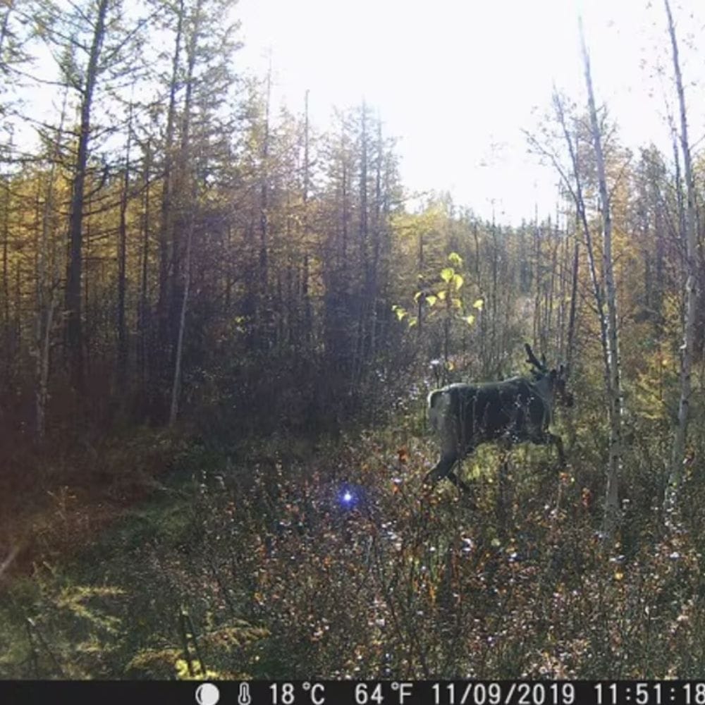 Caméra de Chasse Infrarouge Frontier | NatureVision NatureVision Frontier 20MP