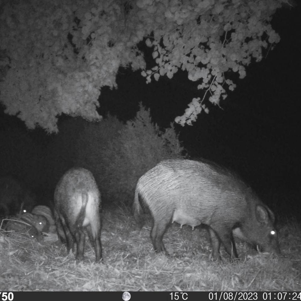 Caméra de Chasse Surveillance Ranger HD | NatureVision NatureVision Ranger HD 12MP