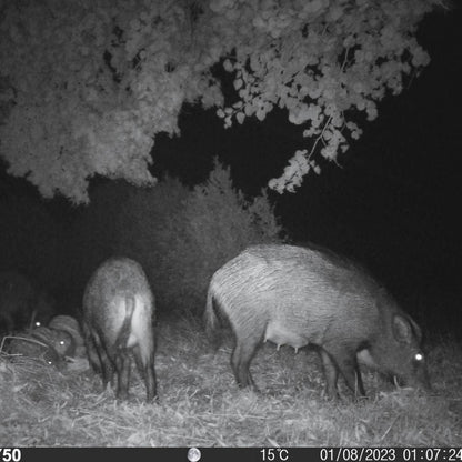 Caméra de Chasse Surveillance Ranger HD | NatureVision NatureVision Ranger HD 12MP