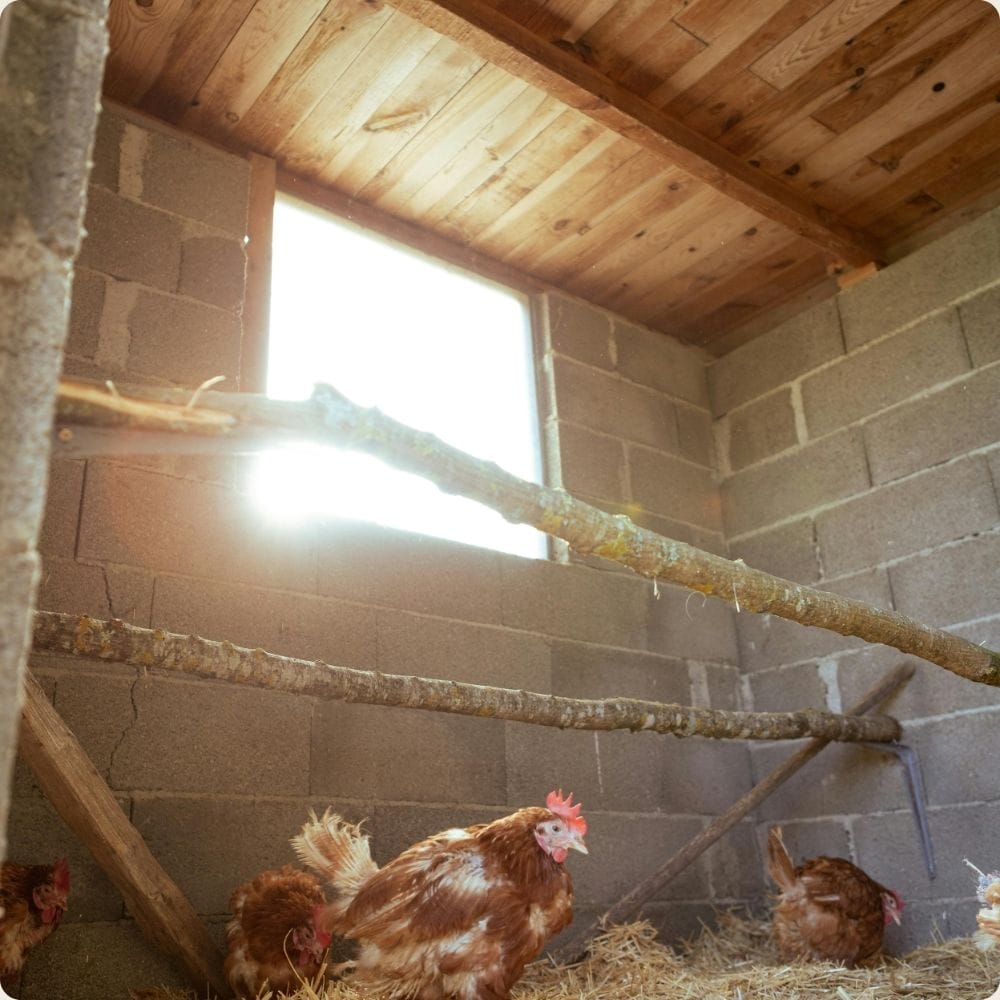 Caméra de Chasse Surveillance Ranger HD | NatureVision NatureVision Ranger HD 12MP