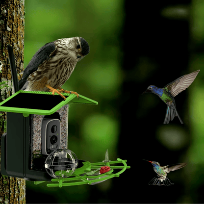 Mangeoire Oiseaux Connectée WiFi & IA | NatureVision NatureVision VisionAir