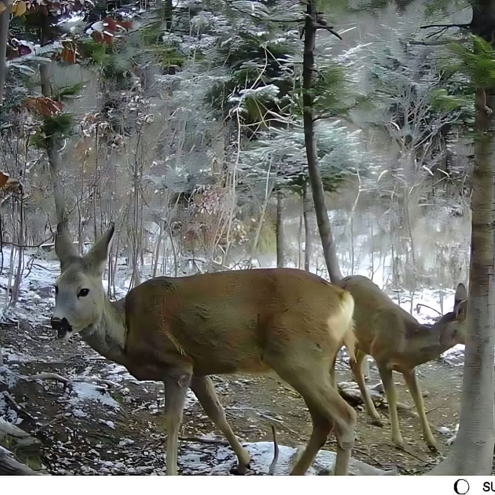 Mini Caméra de Chasse Discrète MiniCam | NatureVision 1x NatureVision MiniCam Stealth