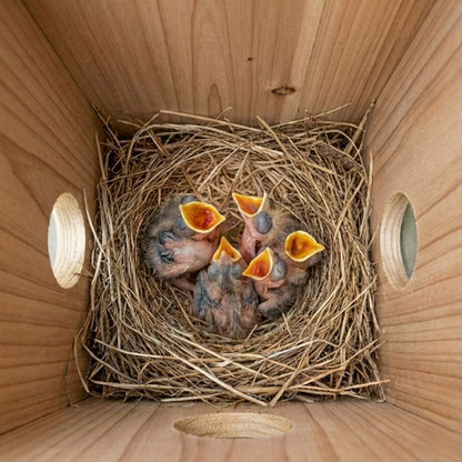 Nichoir Caméra Solaire 5MP : NatureVision SolarNest