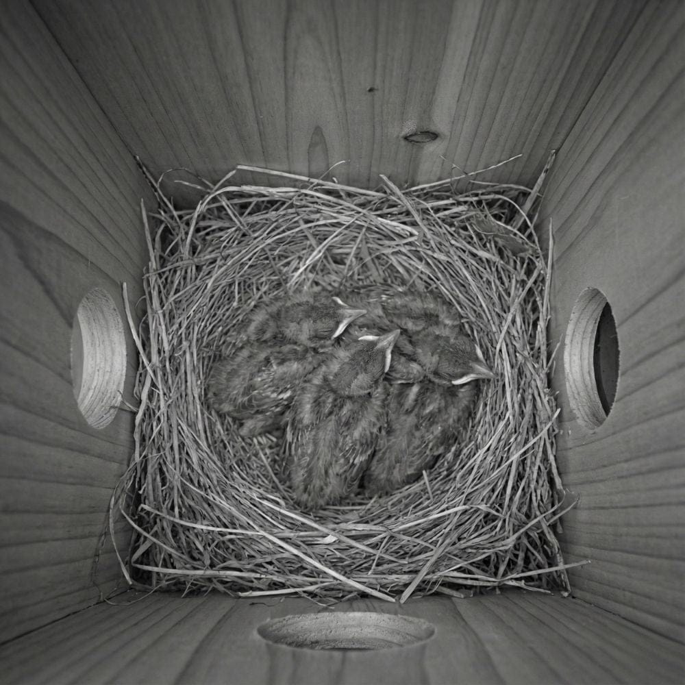 Nichoir Caméra Solaire 5MP : NatureVision SolarNest