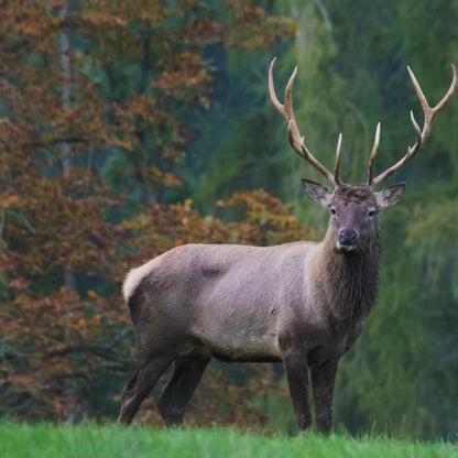 NatureVision UltraPro 4G – Caméra de Chasse 4G Sans Abonnement & Vidéo 4K