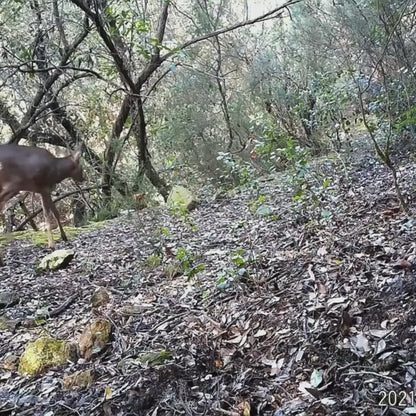 NatureVision Sentinel 4G – Caméra Chasse Alerte SMS/MMS & Vidéo 4K