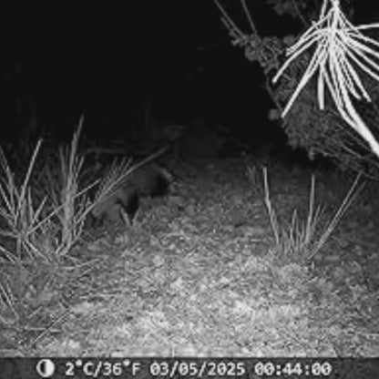 NatureVision Ranger HD – Caméra de Chasse Surveillance & Sécurité