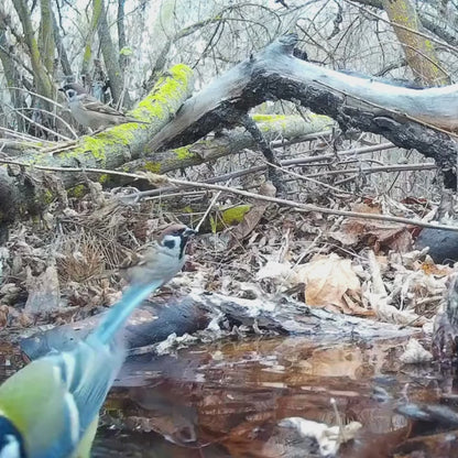 NatureVision AlertVision 2G – Caméra de Chasse GSM Alerte MMS