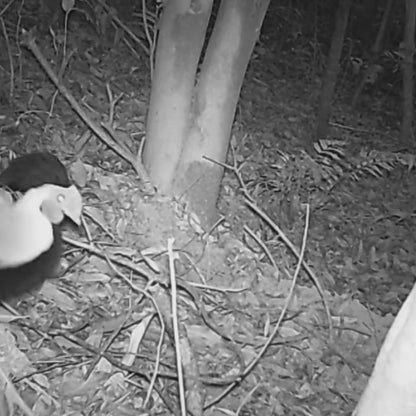 NatureVision EcoTrailView – Caméra de Chasse avec Carte SIM & Transmission