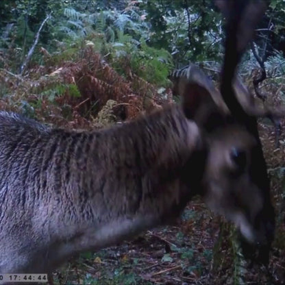 NatureVision Ranger HD – Caméra de Chasse Surveillance & Sécurité