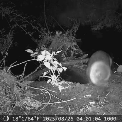 NatureVision GuardianCam 4G – Piège Photo Chasse Connecté & Vidéo 4K